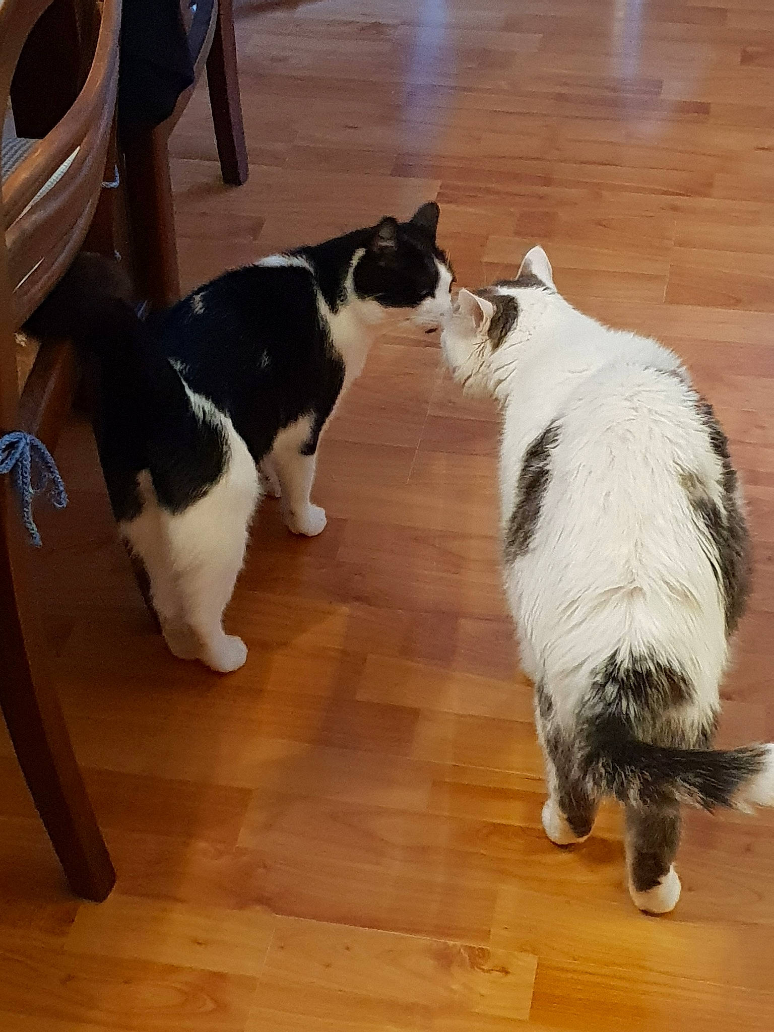 Blacky Et Noël Et Amour participe au concours pour gagner de l'argent avec cette photo : carnivore, cat, felidae, floor, fur, mammal, small_to_medium_sized_cats, tail, vertebrate, whiskers