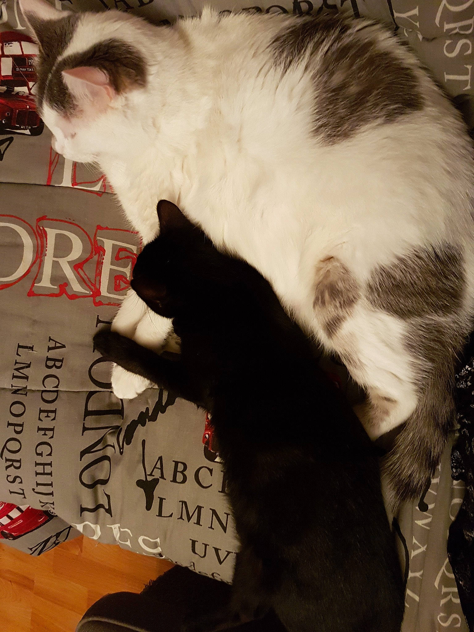 Blacky Et Noël Et Amour a rejoint le concours — aidez-le/la à gagner de superbes lots ! carnivore, cat, domestic_short_haired_cat, ear, european_shorthair, felidae, fur, kitten, norwegian_forest_cat, paw, photo_caption, small_to_medium_sized_cats, tail, whiskers