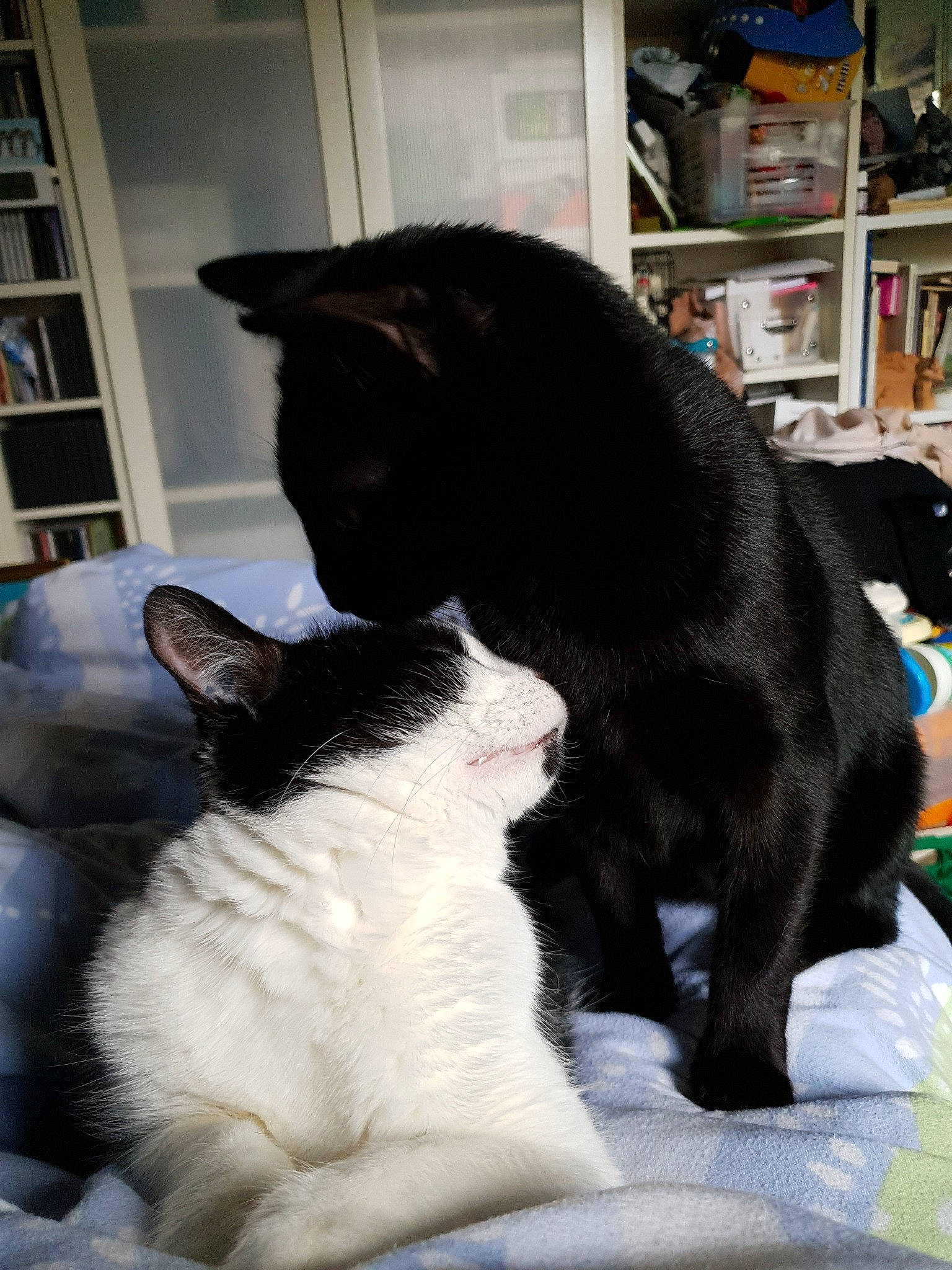 Blacky Et Noël Et Amour