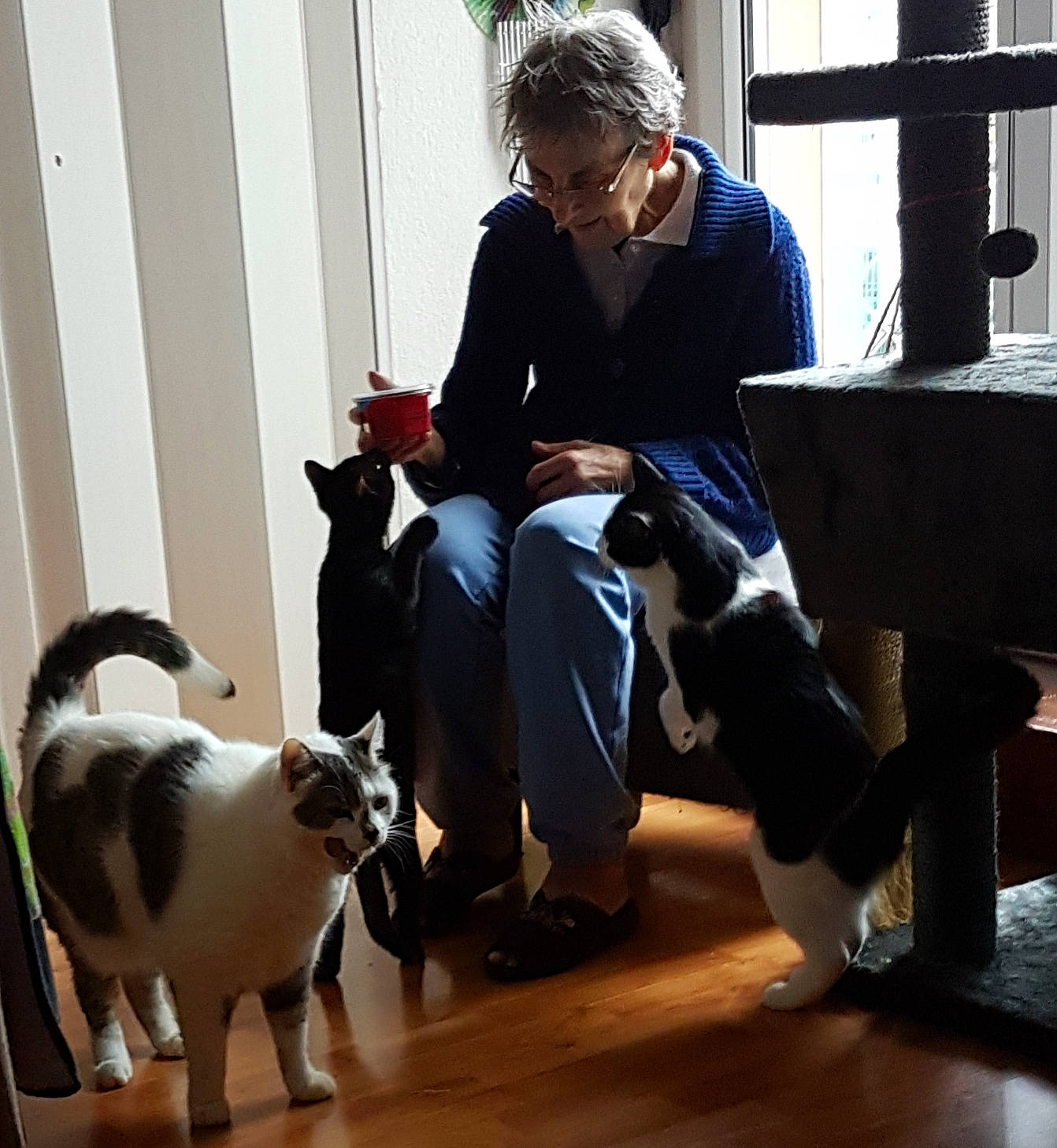 Blacky Et Noël Et Amour participe au concours pour gagner de l'argent avec cette photo : boston_terrier, canidae, carnivore, companion_dog, danish_swedish_farmdog, dog, dog_breed, jeans, leg, non_sporting_group, sitting