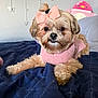 Luna is registered to the contest to win money with this photo: dog, small_dog, pink_bow, pink_sweater, bed, quilt, stuffed_animal, penguin_plush, indoor, pet, cute, fur, lying_down, cozy, decor, wall, toy, animal, portrait, domestic_animal