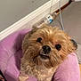 Luna joined the competition — help win amazing prizes! dog, pet_bed, indoor, small_dog, cute, scruffy, fur, animal, looking_up, pink, cozy, water_bottle, shoe, floor, wall, nose, eyes, mouth, paw, bed
