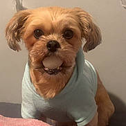 Luna joined the competition — help win amazing prizes! dog, small_dog, hoodie, light_blue_clothing, pet, indoor, bed, blanket, pink_blanket, toy, ball, cute, fur, ears, animal, looking_at_camera, face, mouth, nose, whiskers