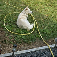 Léa a rejoint le concours — aidez-le/la à gagner de superbes lots ! alone, animal, calm, collar, curled_tail, daylight, dog, garden_hose, garden_light, grass, gravel, leisure, nature, outdoor, pet, quiet, sitting, soil, white_dog, yard