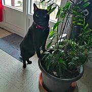 Yara a rejoint le concours — aidez-le/la à gagner de superbes lots ! animal, black_cat, cat, collar, curious, domestic, door, floor, furniture, green_leaves, home, indoor, mat, natural_light, pet, plant, pot, potted_plant, standing, window