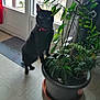 animal, black_cat, cat, collar, curious, domestic, door, floor, furniture, green_leaves, home, indoor, mat, natural_light, pet, plant, pot, potted_plant, standing, window