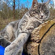 Clarence a rejoint le concours — aidez-le/la à gagner de superbes lots ! cat, tabby_cat, paw, tree_log, blue_sky, forest, outdoor, nature, animal, feline, close_up, fur, relaxing, wildlife, daylight, wood, trunk, stretching, pet, serene