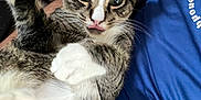 Shayla is registered to the contest to win money with this photo: cat, tabby, white_paws, pet, animal, tongue_out, blep, lying_down, indoor, person, blue_shirt, fur, whiskers, cute, relaxed, closeup, playful, domestic_cat, mammal, companion