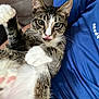cat, tabby, white_paws, pet, animal, tongue_out, blep, lying_down, indoor, person, blue_shirt, fur, whiskers, cute, relaxed, closeup, playful, domestic_cat, mammal, companion