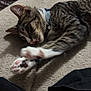 Shayla is registered to the contest to win money with this photo: cat, tabby_cat, pet, paw, tongue, blanket, stretching, collar, indoor, feline, closeup, fur, whiskers, animal, cute, relaxing, bedroom, domestic_animal, playful, resting