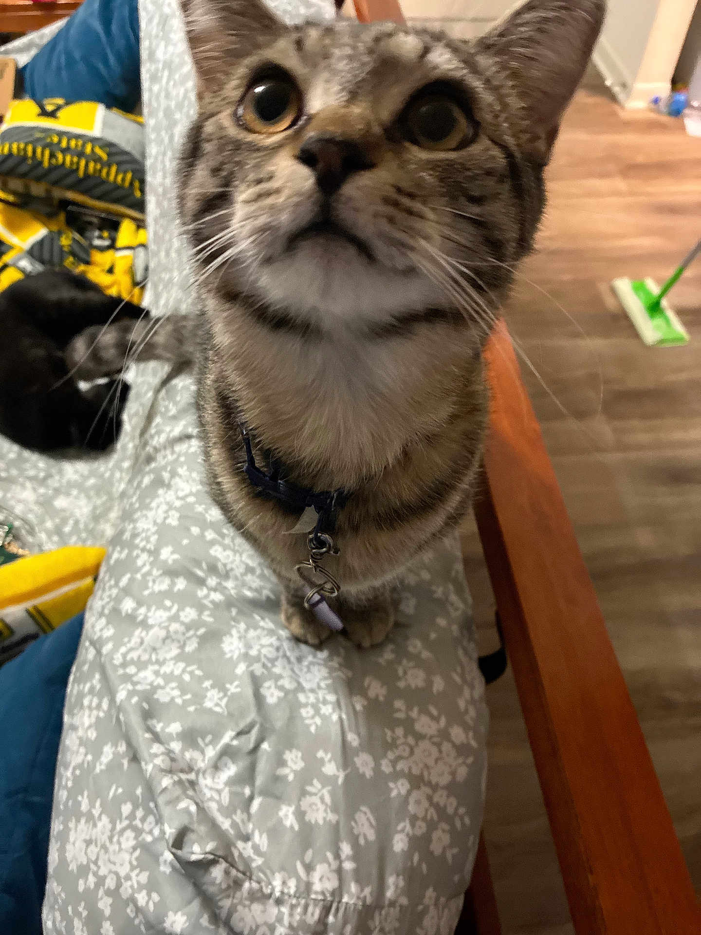 Moon joined the competition — help win amazing prizes! animal, black_cat, blanket, cat, close_up, collar, couch, curious, domestic, floor, floral_pattern, furniture, home, indoor, mop, pet, pet_care, tabby_cat, wide_eyes, wooden_floor