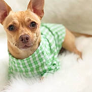 Toa Boy joined the competition — help win amazing prizes! animal, canine, clothing, cute, dog, ears, eyes, fluffy_surface, fur, green_checkered, indoors, looking_at_camera, nose, outfit, pet, portrait, posing, small_dog, tan_dog, white_background