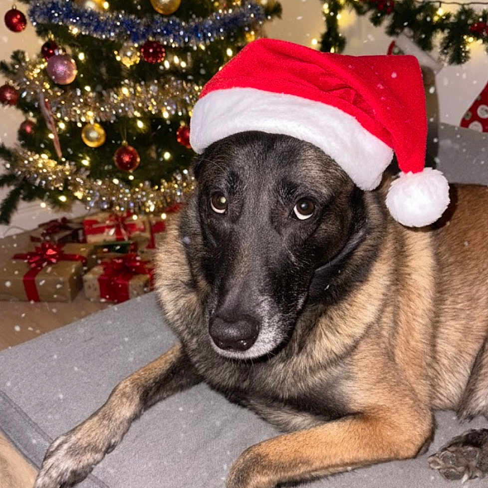 Jaguar participe au concours pour gagner de l'argent avec cette photo : celebration, christmas, christmas_tree, couch, cozy, decorations, dog, festive, green, holiday, indoor, lights, ornaments, pet, presents, red, relaxed, santa_hat, snowflakes, tinsel