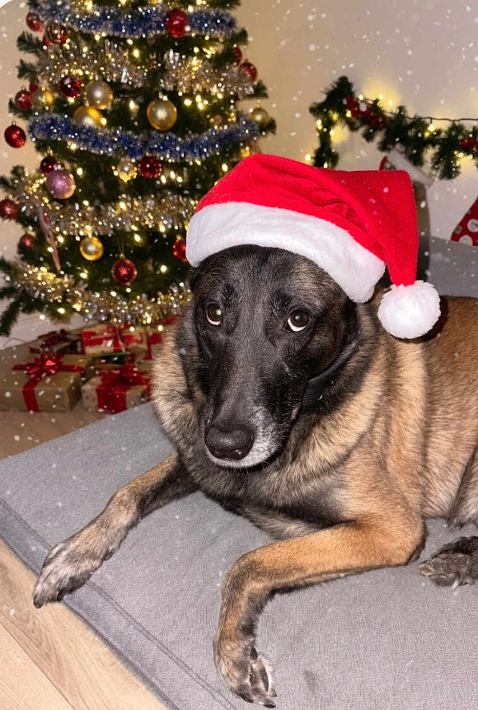 Jaguar participe au concours pour gagner de l'argent avec cette photo : dog, santa_hat, christmas_tree, presents, holiday, snowflakes, indoor, decorations, festive, lights, couch, relaxed, pet, celebration, cozy, christmas, red, green, ornaments, tinsel