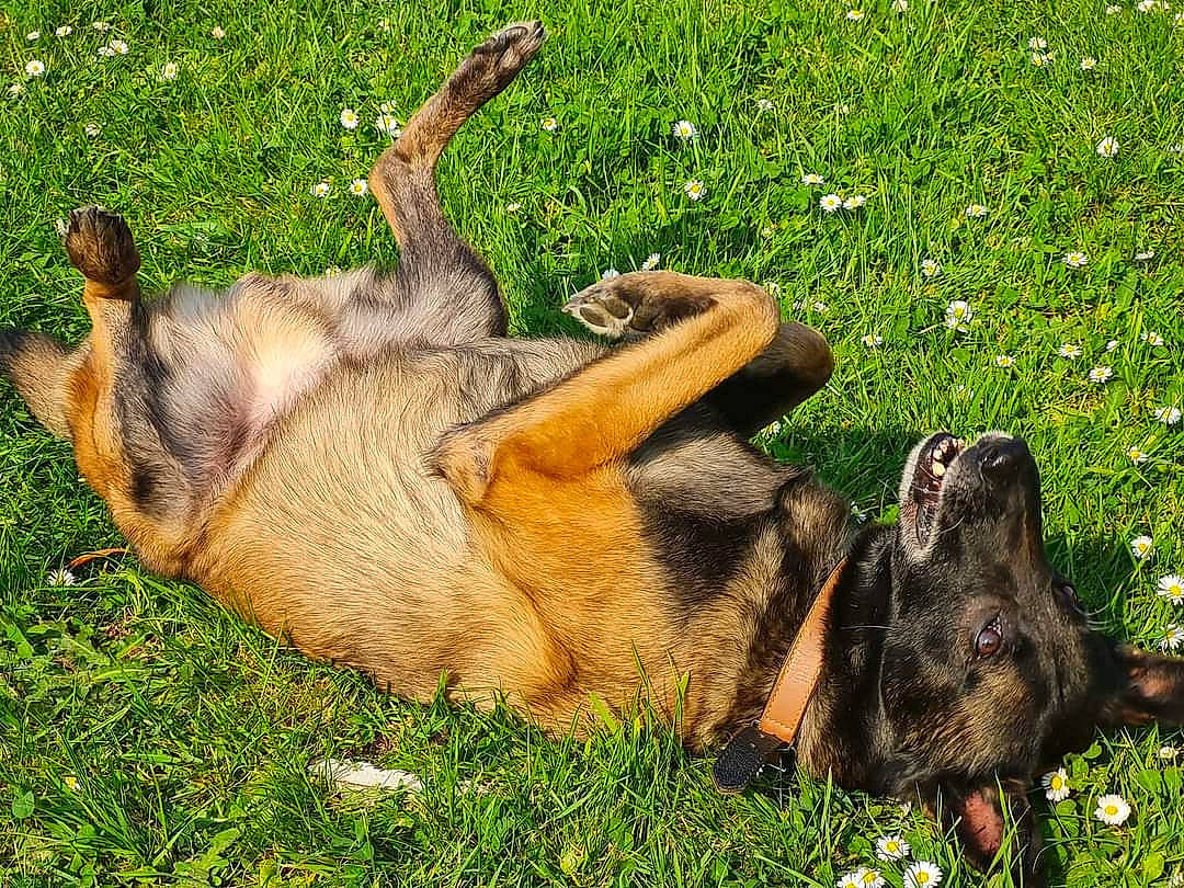 Jaguar a rejoint le concours — aidez-le/la à gagner de superbes lots ! canidae, carnivore, companion_dog, dog, dog_breed, fawn, fur, grass, grass_family, groundcover, hare, paw, snout, sporting_group, street_dog, tail, terrestrial_animal, wildlife, working_animal, working_dog