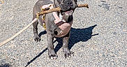 Opale participe au concours pour gagner de l'argent avec cette photo : animal, canine, cute, dog, ears, french_bulldog, fur, harness, leash, outdoor, pet, playful, puppy, road, shadow, stick, sunlight, tongue, walking, young_dog