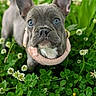 Opale participe au concours pour gagner de l'argent avec cette photo : adorable, animal, closeup, clover, curious, cute, dog, ears, flowers, french_bulldog, fur, grass, greenery, nature, outdoor, pet, puppy, snout, sweater, young
