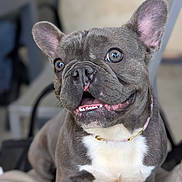 Opale a rejoint le concours — aidez-le/la à gagner de superbes lots ! animal, canine, closeup, collar, companion, cute, dog, domestic_animal, ears, french_bulldog, friendly, fur, happy, indoor, mammal, pet, portrait, sitting, smiling, tongue