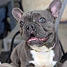 animal, canine, closeup, collar, companion, cute, dog, domestic_animal, ears, french_bulldog, friendly, fur, happy, indoor, mammal, pet, portrait, sitting, smiling, tongue