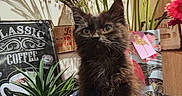 Moon a rejoint le concours — aidez-le/la à gagner de superbes lots ! black_cat, coffee_sign, cute, decor, ears, eyes, flowers, furry, indoor, kitten, monkey_planter, pet, pink_flowers, plant, pot, still_life, succulent, table, vintage_sign, whiskers