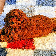 Cinnamon is registered to the contest to win money with this photo: puppy, dog, curly_fur, red_brown, lying_down, carpet, colorful_rug, indoor, wooden_floor, pet, cute, small_dog, animal, fur, cozy, relaxed, looking_up, adorable, domestic, companion