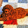puppy, dog, curly_fur, red_brown, lying_down, carpet, colorful_rug, indoor, wooden_floor, pet, cute, small_dog, animal, fur, cozy, relaxed, looking_up, adorable, domestic, companion
