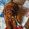 Cinnamon is registered to the contest to win money with this photo: puppy, dog, brown, curly_fur, toy, rug, colorful, texture, indoor, pet, cute, playful, soft_toy, lying_down, animal, young_dog, cozy, looking_up, small_dog, home