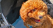 Cinnamon joined the competition — help win amazing prizes! dog, puppy, curly_fur, brown, stroller, pet, happy, sunlight, outdoor, canine, cute, animal, pet_accessory, fabric, metal, leash, open_mouth, fur, small_dog, daylight