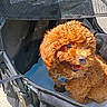 dog, puppy, curly_fur, brown, stroller, pet, happy, sunlight, outdoor, canine, cute, animal, pet_accessory, fabric, metal, leash, open_mouth, fur, small_dog, daylight