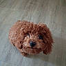 Cinnamon is registered to the contest to win money with this photo: dog, puppy, brown, curly_fur, cute, pet, animal, indoor, floor, looking_up, fluffy, small_dog, canine, adorable, domestic_animal, young_dog, companion, fur, mammal, friendly