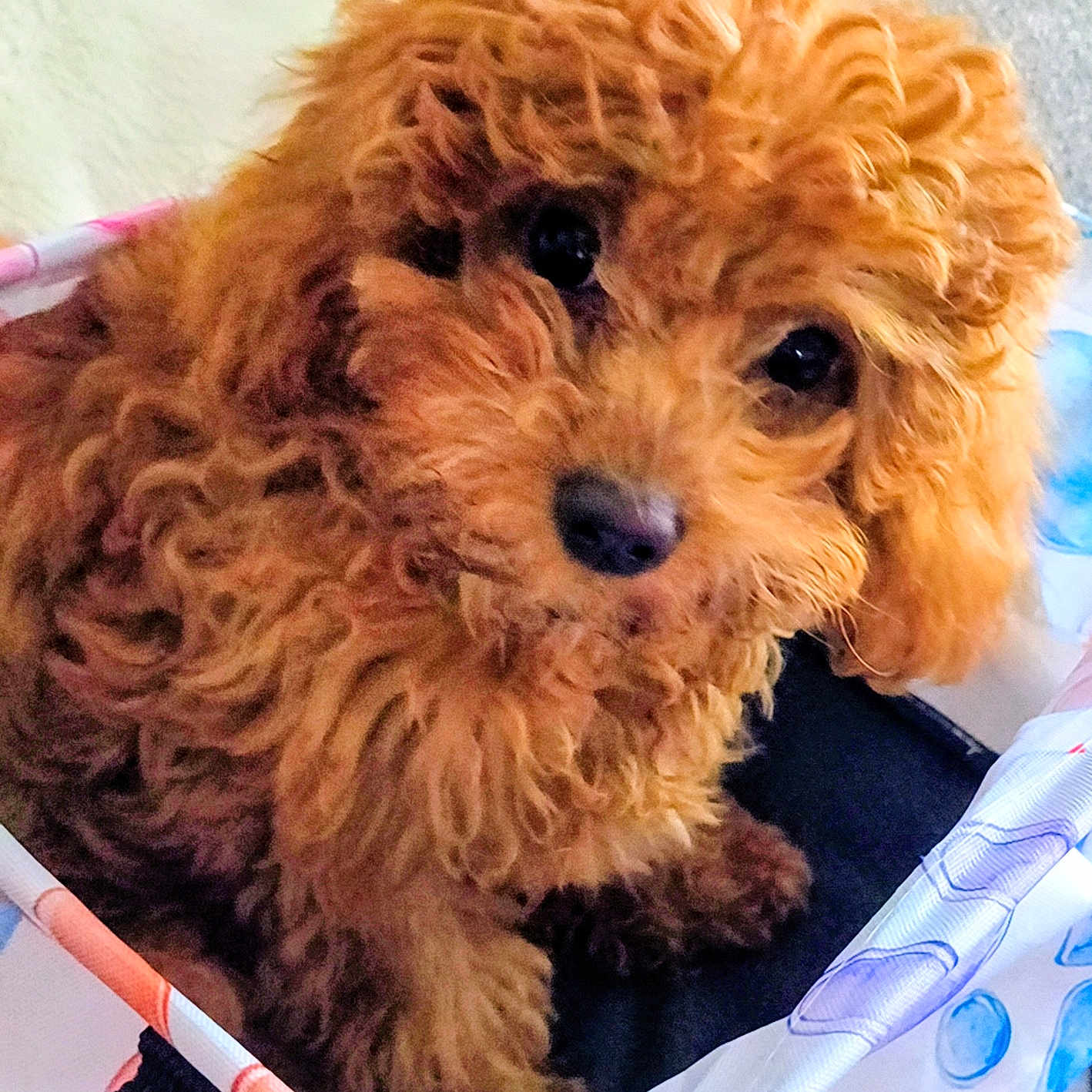 Cinnamon