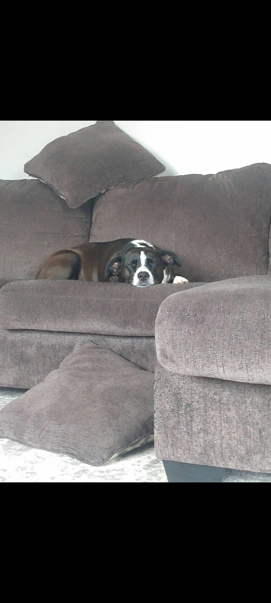 Molly joined the competition — help win amazing prizes! bored, canidae, carnivore, comfort, companion_dog, couch, dog, dog_breed, flooring, fur, grey, linens, living_room, monochrome_photography, rectangle, room, snout, sporting_group, tints_and_shades, working_animal