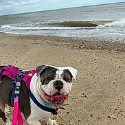 Beau joined the competition — help win amazing prizes! dog, bulldog, beach, sand, ocean, waves, cloudy_sky, leash, harness, pet, outdoor, animal, walking, happy, tongue_out, nature, canine, playful, summer, vacation
