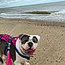 dog, bulldog, beach, sand, ocean, waves, cloudy_sky, leash, harness, pet, outdoor, animal, walking, happy, tongue_out, nature, canine, playful, summer, vacation