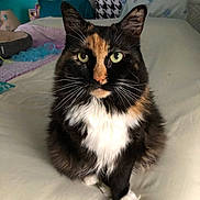 Willow joined the competition — help win amazing prizes! cat, calico_cat, pet, feline, green_eyes, fur, whiskers, bed, pillow, blanket, indoor, domestic_animal, animal, sitting, close_up, looking_at_camera, cozy, home, furniture, resting