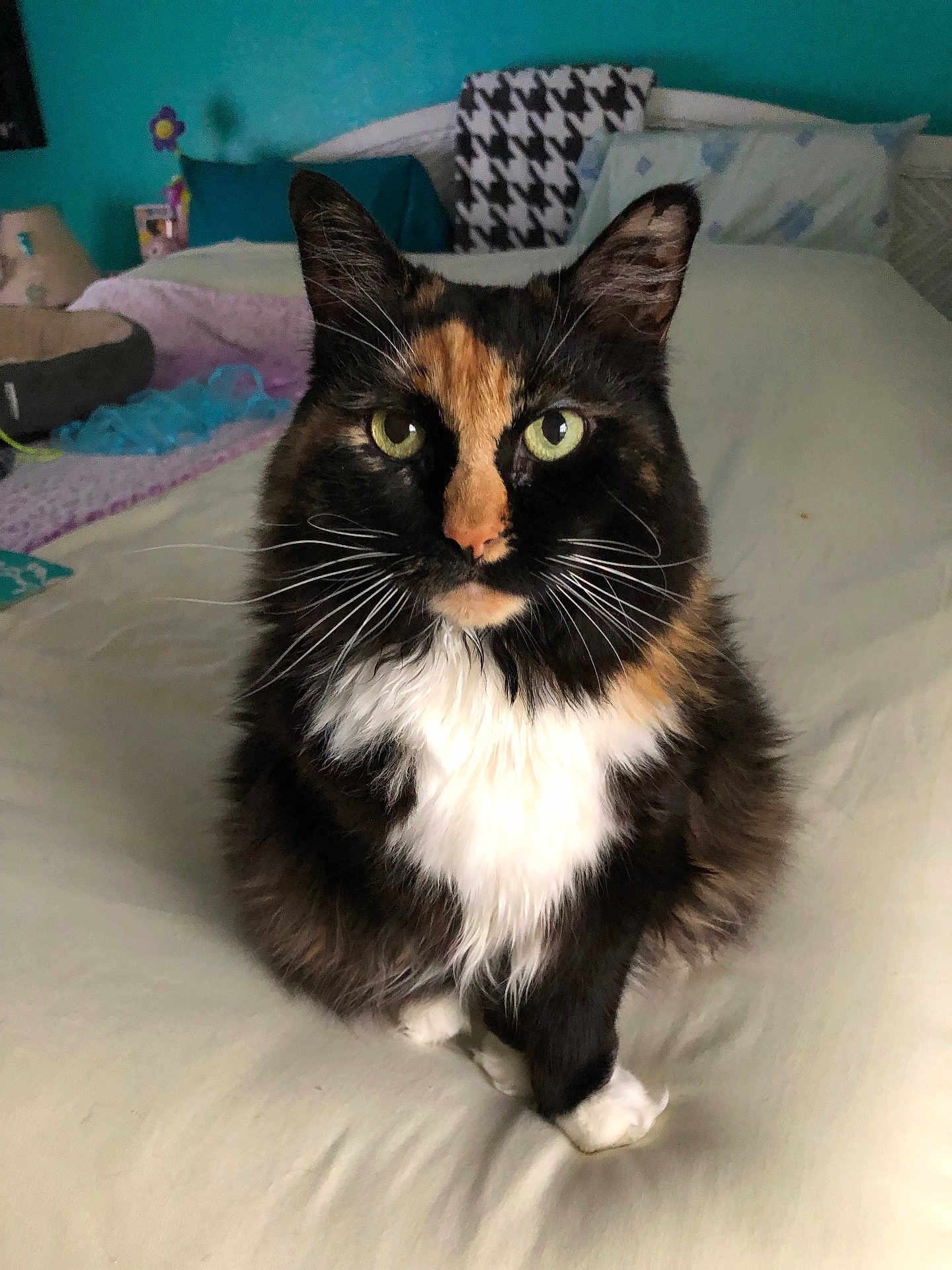 Willow joined the competition — help win amazing prizes! cat, calico_cat, pet, feline, green_eyes, fur, whiskers, bed, pillow, blanket, indoor, domestic_animal, animal, sitting, close_up, looking_at_camera, cozy, home, furniture, resting