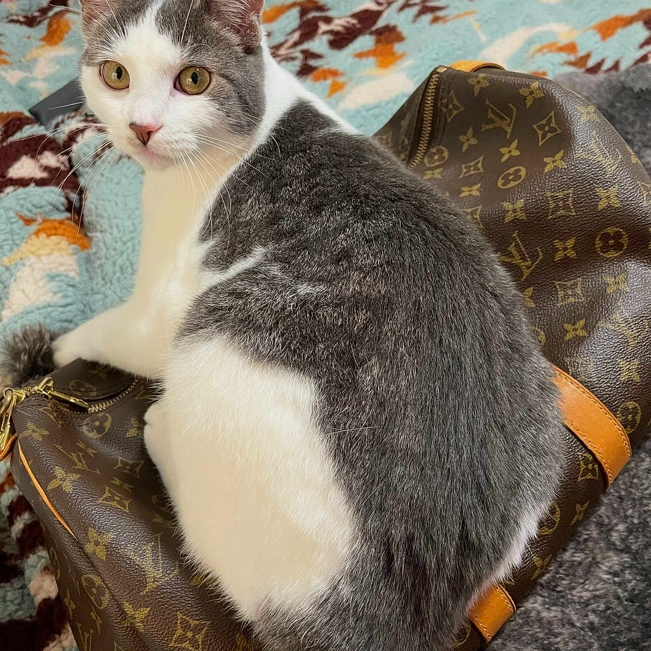 Dodgy is registered to the contest to win money with this photo: cat, gray_and_white, luxury_bag, designer_bag, indoor, pet, feline, fur, whiskers, ears, eyes, sitting, blanket, pattern, texture, home, cozy, close_up, animal, resting