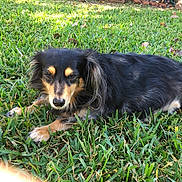 Max is registered to the contest to win money with this photo: dog, grass, outdoor, pet, lying_down, sunlight, nature, animal, canine, relaxed, black, tan, fur, ears, paw, snout, peaceful, summer, daylight, greenery