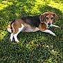 animal, beagle, black, brown, canine, daylight, dog, ears, fur, grass, laying_down, leaves, nature, outdoor, pet, relaxed, shadow, sunlight, tail, white