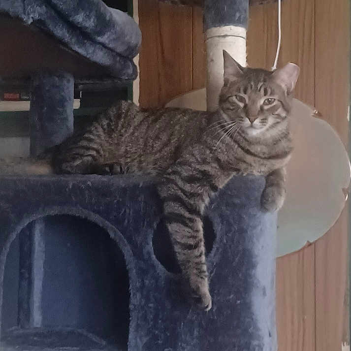 Chewy joined the competition — help win amazing prizes! animal, cat, cat_tree, cozy, cute, domestic_animal, feline, fur, home, indoor, lamp, laying_down, paw, pet, pet_furniture, relaxed, resting, striped, tabby_cat, wooden_wall