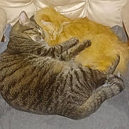Chewy joined the competition — help win amazing prizes! animal, cat, closeup, companionship, couch, cozy, cute, domestic_animal, feline, fur, ginger_cat, indoor, pets, relaxation, resting, sleeping, snuggling, soft, tabby_cat, two_animals