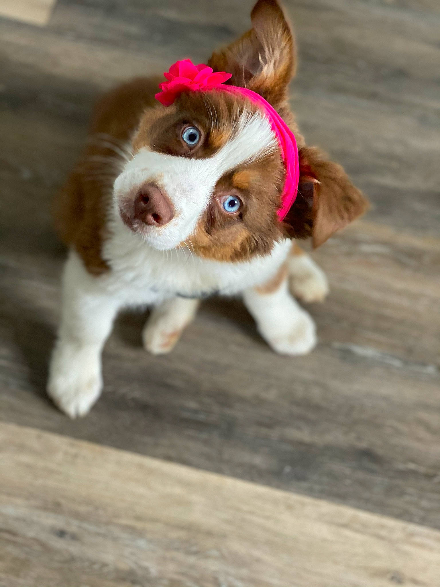 Jenny joined the competition — help win amazing prizes! ball, canidae, carnivore, cavalier_king_charles_spaniel, companion_dog, dog, dog_breed, fawn, fur, grass, liver, snout, sporting_group, tail, terrestrial_animal, toy, toy_dog, whiskers, wood, working_animal