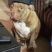 Bella joined the competition — help win amazing prizes! brown_dog, canine, cap, carolina_panthers, carpet, closeup, cozy, dog, furniture, hat, indoor, living_room, paw, pet, remote_control, resting, seated, shadow, table, white_chest