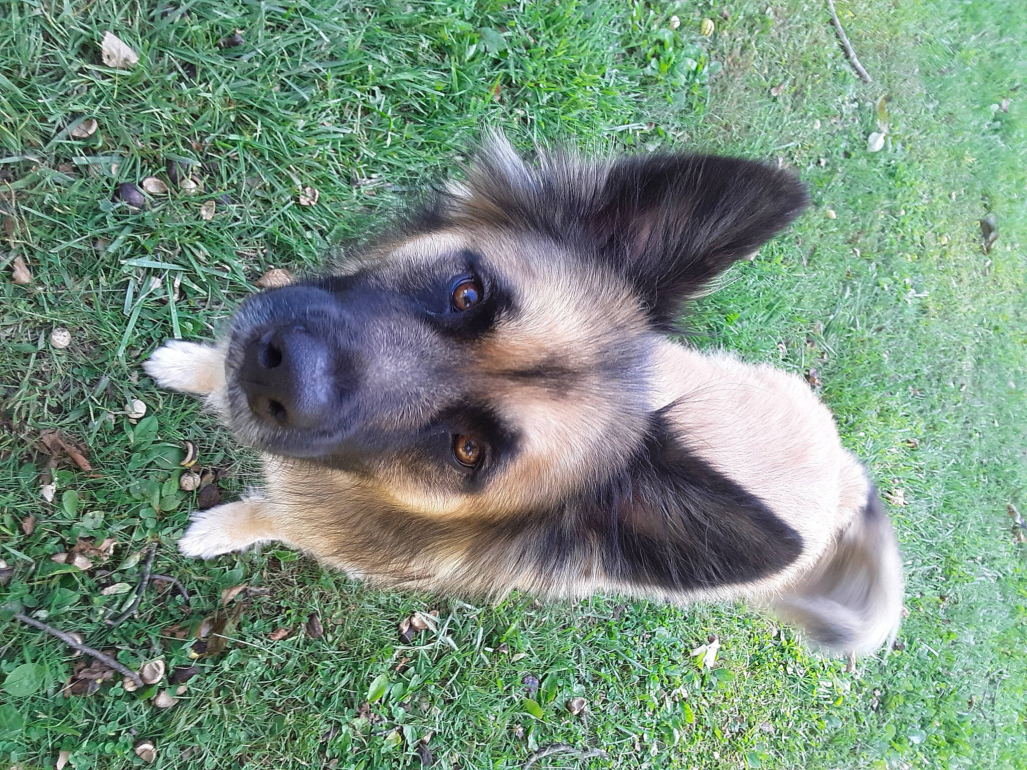 Brick joined the competition — help win amazing prizes! canidae, carnivore, companion_dog, dog, dog_breed, fur, german_shepherd_dog, grass, herding_dog, puppy, sporting_group, terrestrial_animal, whiskers, working_dog