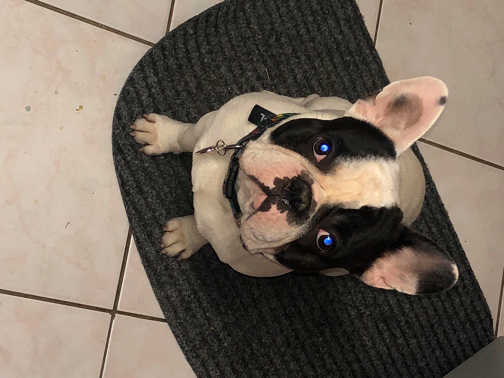 Pandor participe au concours pour gagner de l'argent avec cette photo : canidae, carnivore, companion_dog, dog, dog_breed, dog_clothes, dog_supply, fawn, head, jaw, paw, plush, selfie, snout, sporting_group, stuffed_toy, terrestrial_animal, toy, whiskers, working_animal