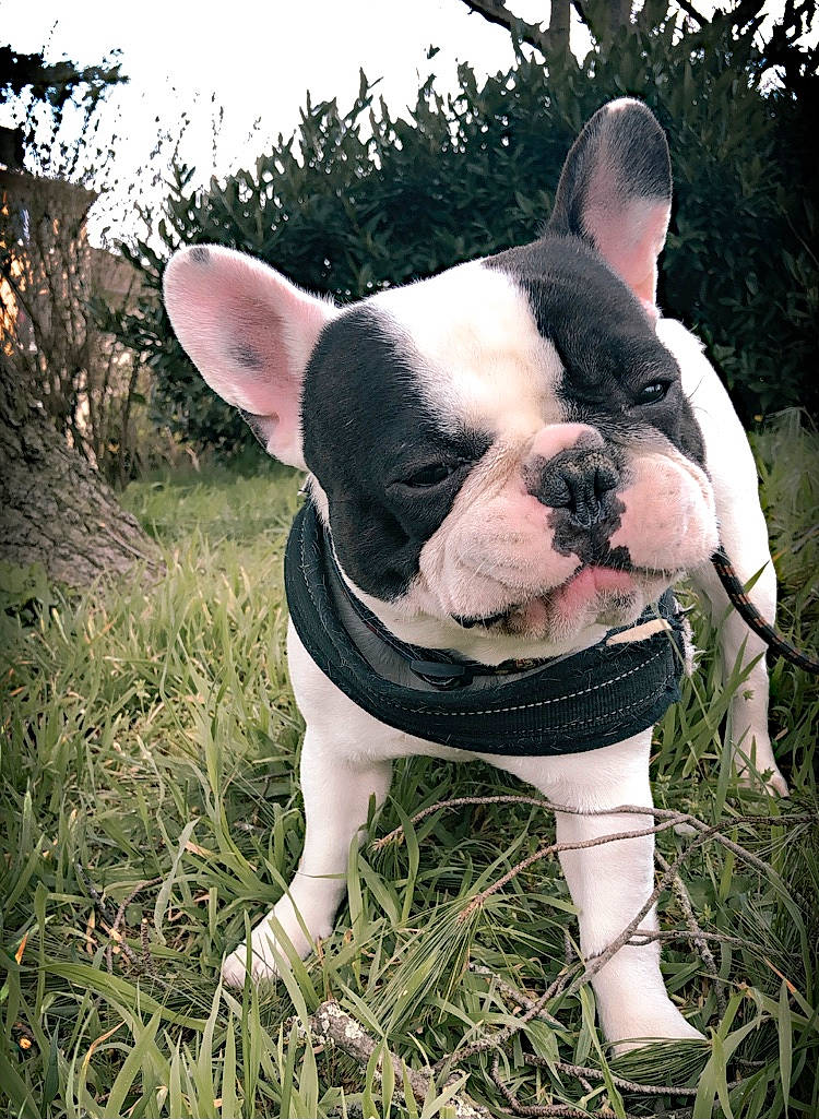 Pandor participe au concours pour gagner de l'argent avec cette photo : boston_terrier, bulldog, carnivore, companion_dog, dog, dog_breed, ear, fawn, grass, mammal, plant, sky, snout, sporting_group, terrestrial_animal, toy_dog, tree, vertebrate, whiskers, working_animal