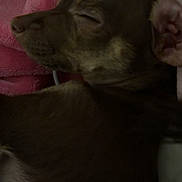 Lola joined the competition — help win amazing prizes! dog, sleeping, blanket, brown_dog, pet, close_up, fur, nose, ear, cozy, indoor, resting, relaxed, portrait, cuddly, soft_texture, companion, muzzle, small_dog, domestic_animal