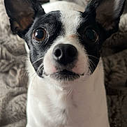Stella Rose joined the competition — help win amazing prizes! dog, close_up, black_and_white, pet, animal, cute, ears, nose, fur, blanket, indoor, looking, curious, portrait, mammal, whiskers, face, companion, friendly, domestic