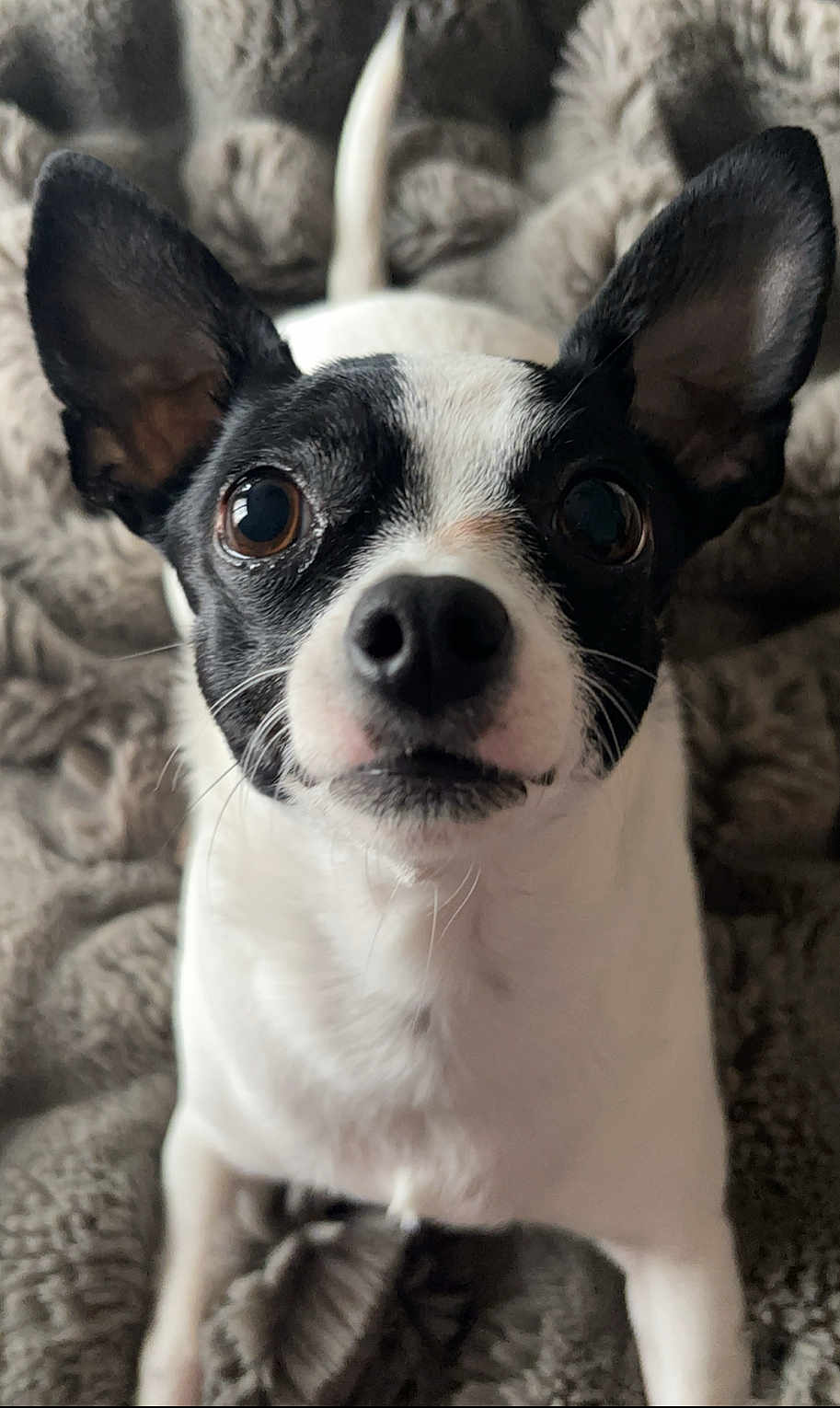 Stella Rose