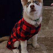 Diesel is registered to the contest to win money with this photo: puppy, husky, dog, pet, indoor, carpet, clothing, red, black, checkered, cute, sitting, young, animal, fur, ears, collar, tag, looking_up, domestic